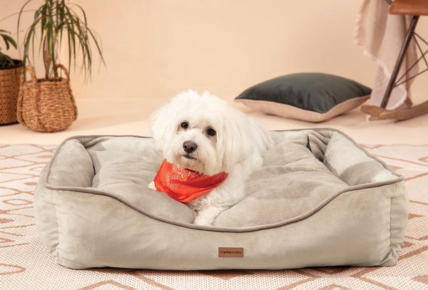 Miu Poes en Hond bed
