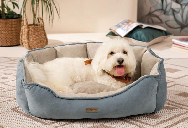 Oscar Poes en Hond Bed