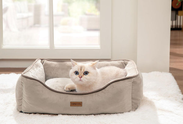Miu Poes en Hond bed