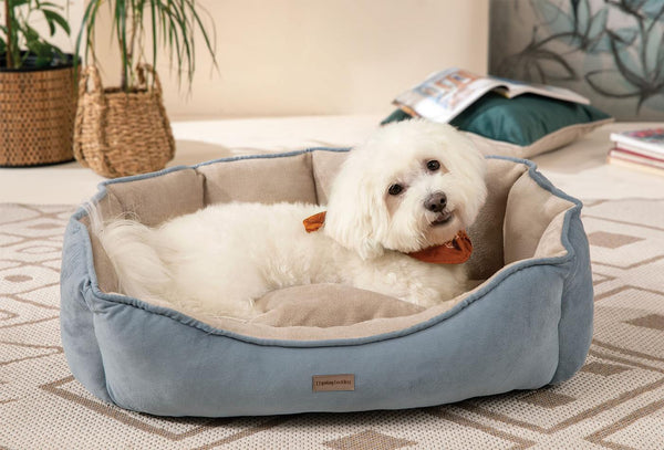 Oscar Poes en Hond Bed