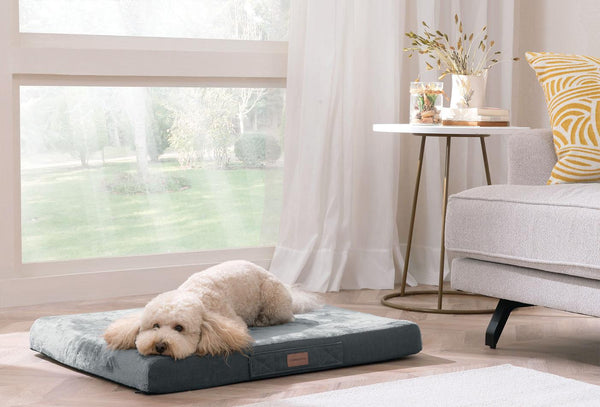 Thor Poes en Hond Bed