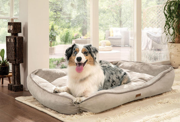 Miu Poes en Hond bed