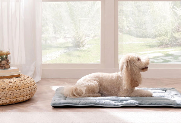 Ringo Poes en Hond Bed