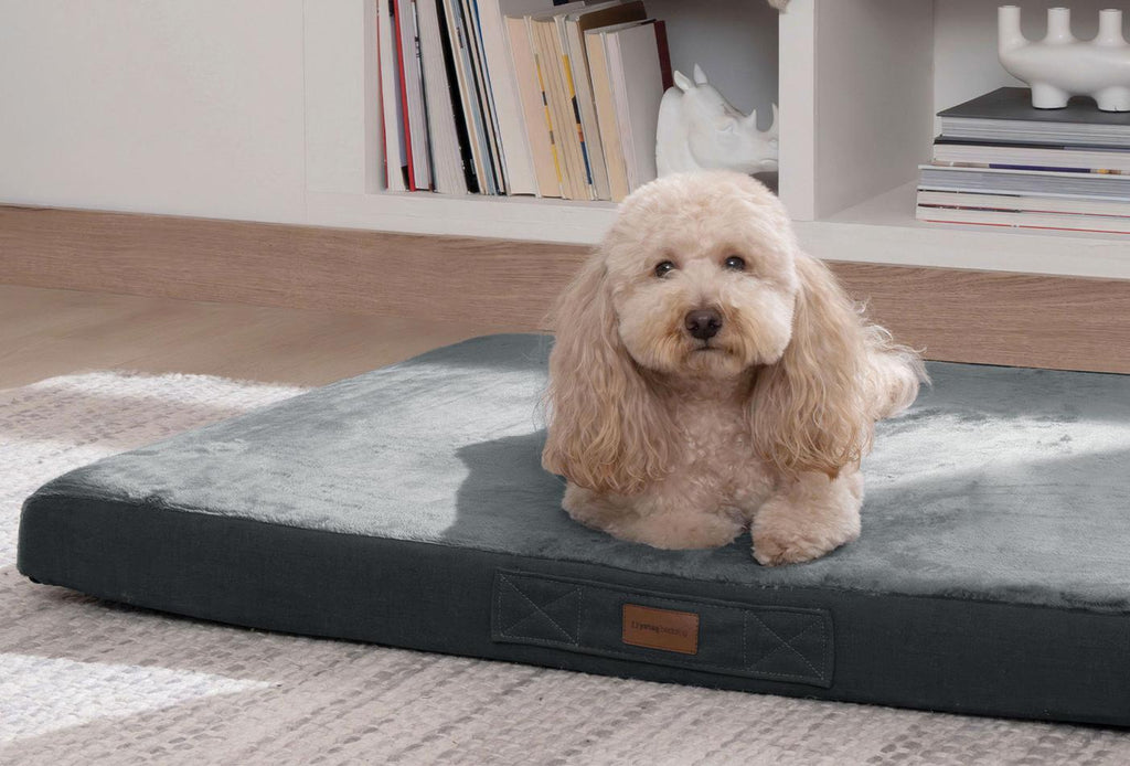 Thor Poes en Hond Bed - foto 6