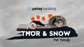 Thor Poes en Hond Bed